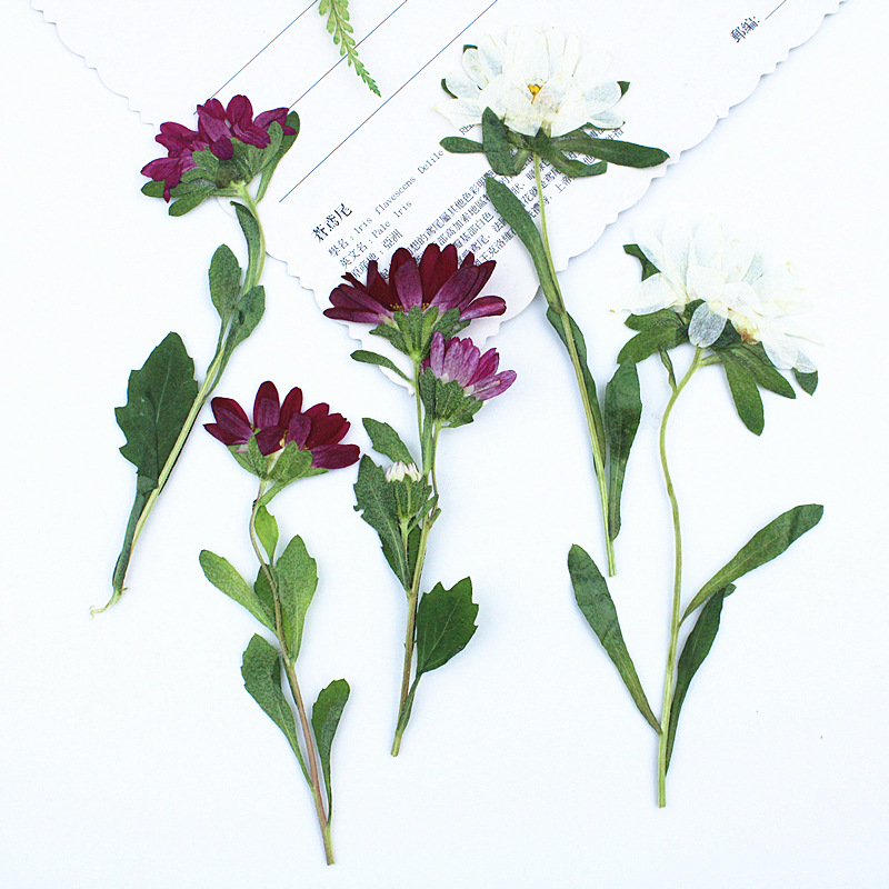 Resin Craft Ideas - 24pcs,Mini Chrysanthemum Pressed Dried Flowers for