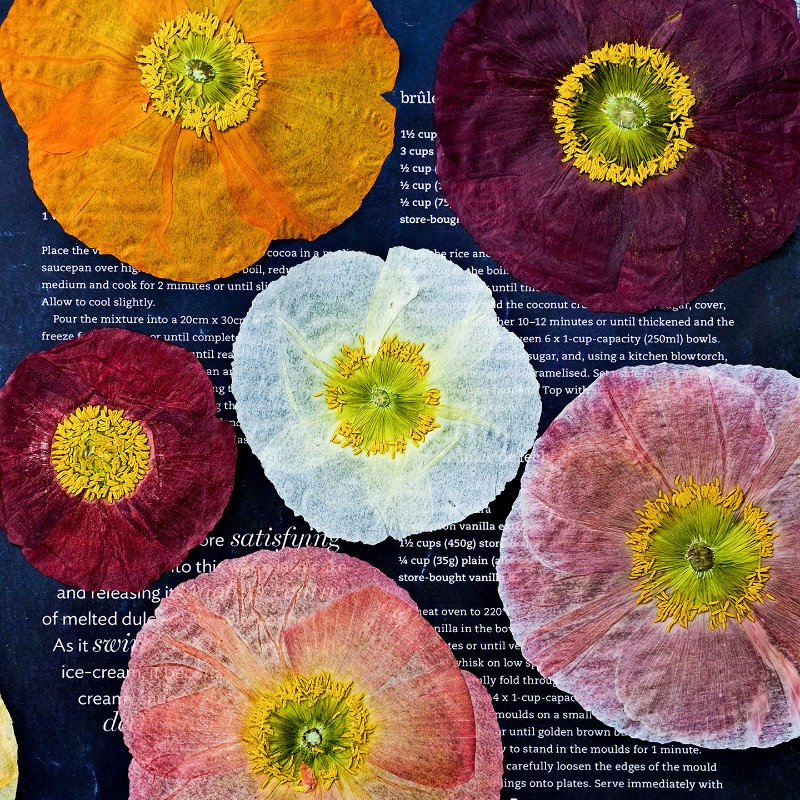 1pcs,Nature Field Poppy Presse – Resin Craft Ideas recenzja i cena
