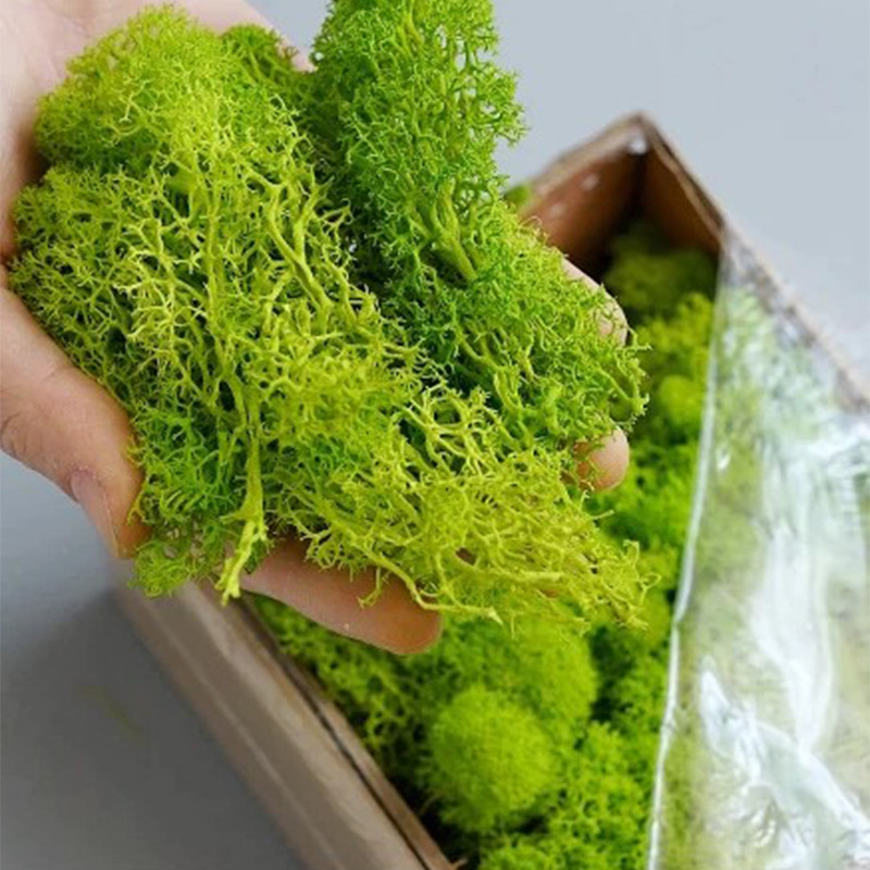 20/40/100g Eternal Life Moss D – Terrarium Moss Art recenzja i cena