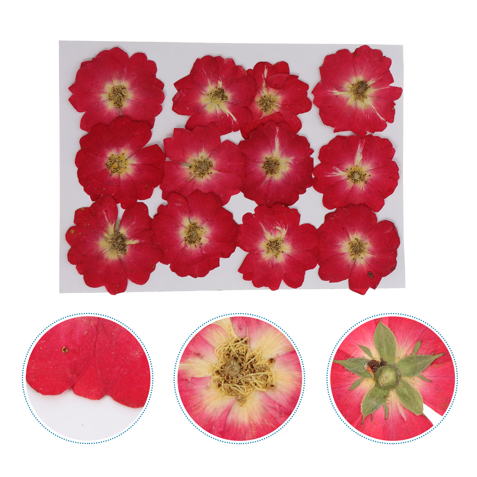 12Pcs Natural Dried Rose Press – Resin Jewelry Kit recenzja i cena