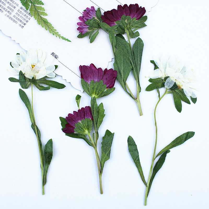 24pcs,Mini Chrysanthemum Press – Resin Craft Ideas recenzja i cena